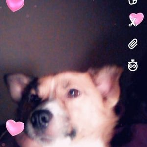 Meet your Posher, Leonard